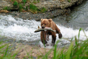 Яка швидкість працює коричневий ведмідь? Яка швидкість працює коричневий ведмідь?